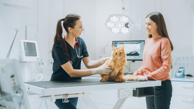 Cirurgia em animais de pequeno porte