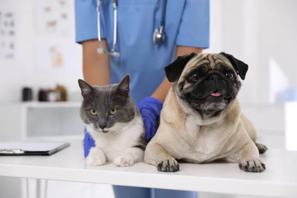 Imagem ilustrativa de Clinica veterinária caxias do sul