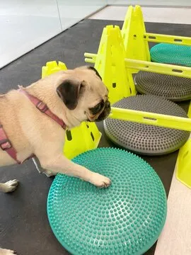 Fisioterapia em pequenos animais