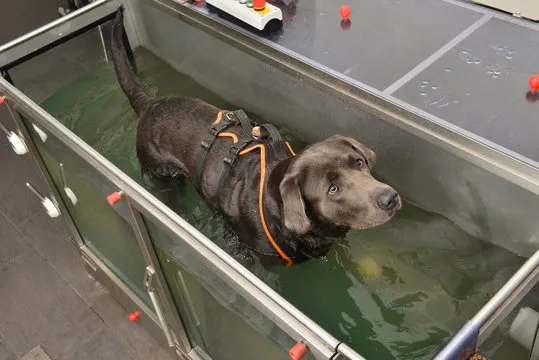 Imagem ilustrativa de Fisioterapia veterinária no Rio Grande do Sul