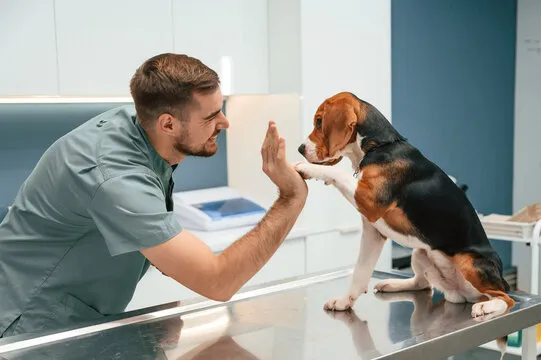 Veterinária especialista em pele de cachorro