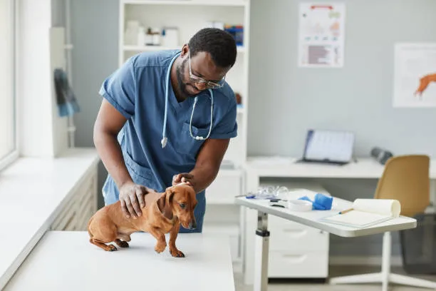 Veterinário especialista em ortopedia