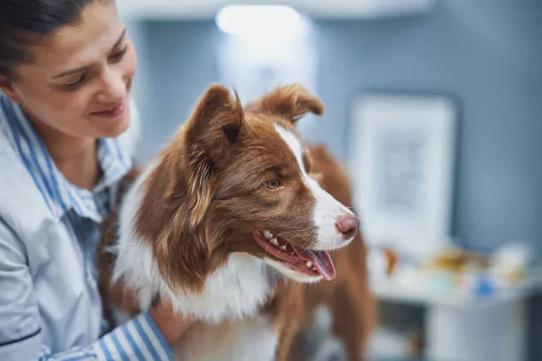 Veterinário especialista em ortopedia